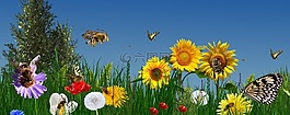 性質,夏季,花