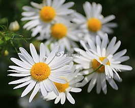 洋甘菊,鮮花,黛西