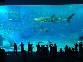 水族館,鯊魚,人群。