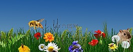 花,性質,夏季
