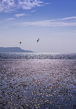 水,鳥,海洋