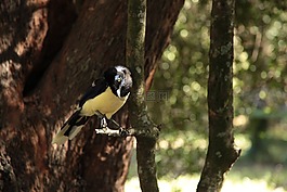 喜鵲,鳥,性質(zhì)