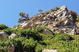 性質(zhì),旅游,樹