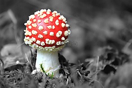 飛木耳,蘑菇,性質(zhì)