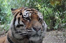 allwetterzoo,明斯特,西伯利亚虎