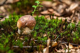 蘑菇,牛肝菌,秋