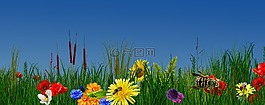 性質,花,夏季