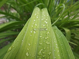 露水,花卉,性質(zhì)