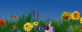 花,性質,廠