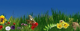 性質,花,夏季