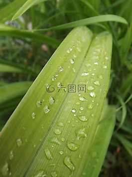 花卉,露水,滴