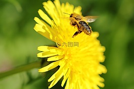 蜜蜂,飛行,蒲公英