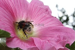 花卉,蜀葵,在