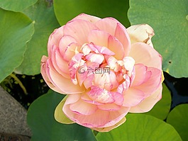 花,粉色,淺粉色