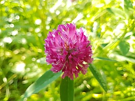 紅色的花,花,特寫