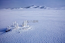 雪地,冷凍的,冬季