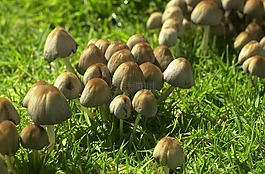 真菌,毒菌,菌類