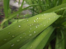 露水,花卉,性質(zhì)