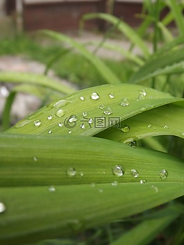 露水,花卉,性質(zhì)