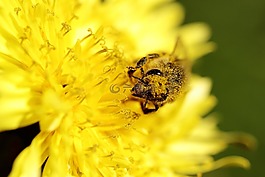 蜜蜂,黃色,花