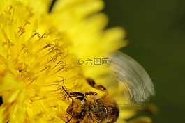 蒲公英,蜜蜂,花粉