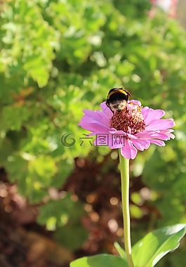 昆虫,mangangá,花卉