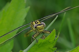 蜻蜓,昆蟲,動物