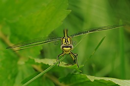 蜻蜓,昆蟲,動(dòng)物