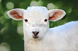 羊,年輕的動物,羔羊