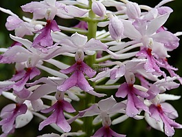蘭花,花,開花