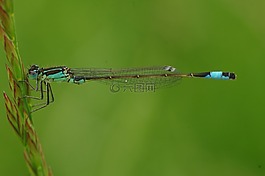 蜻蜓,昆蟲,動物
