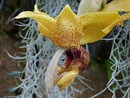 蘭花,花,開花