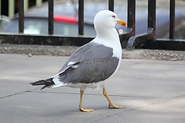 海鷗,鳥,水禽