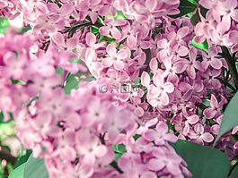 花,粉紅色,年份