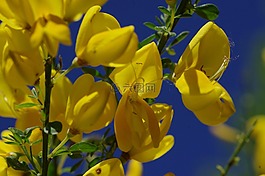 開花,黃色,掃帚