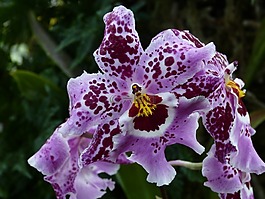 蘭花,花,開花