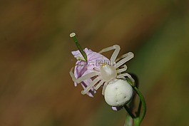 蜘蛛,白,動(dòng)物
