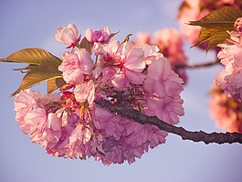 天空,蓝色,花