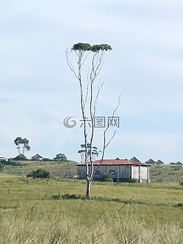 樹,農(nóng)村,天空
