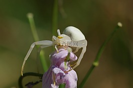 蜘蛛,白,動(dòng)物