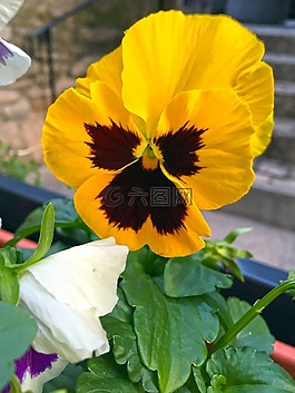 黃色花,矮牽牛,性質(zhì)