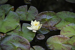 荷花,白蓮,百花