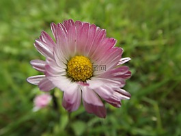 花卉,夏季花卉,紫色小花