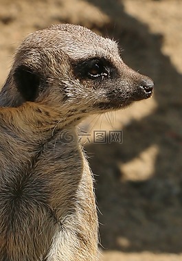貓鼬,動物,桑迪