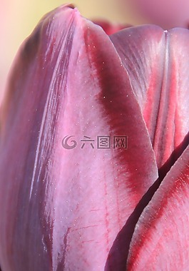 粉紅色,郁金香,花