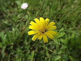 花卉,黃色花,性質(zhì)