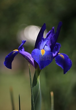 花,鸢尾花,蓝色