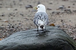 海,鳥,灰色