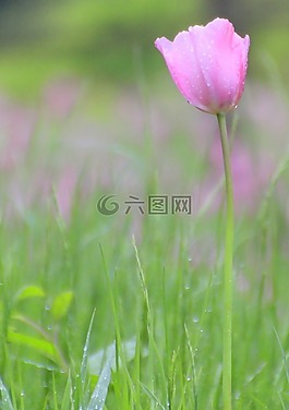 粉紅色,郁金香,花