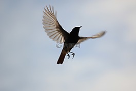 鳥(niǎo),飛,羽毛